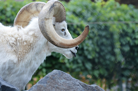 Sheepの写真素材