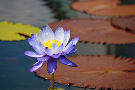 Water Lilyの写真素材