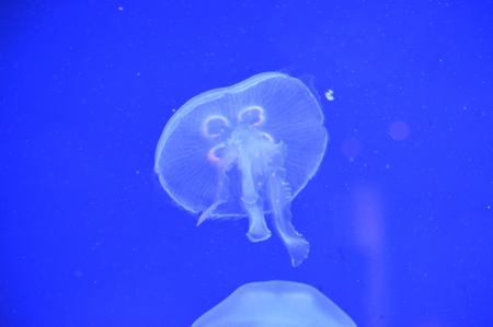 Jellyfish