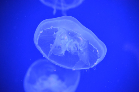 Jellyfishの写真素材