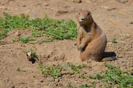Prairie Dogの写真素材