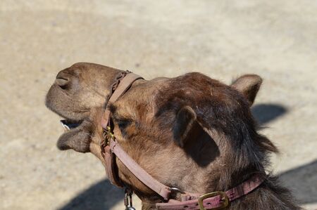 Camelの写真素材