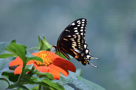 Butterflyの写真素材