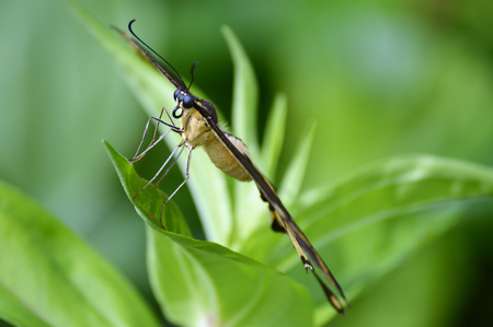 Butterflyの写真素材