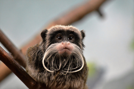 Emperor Tamarinの写真素材