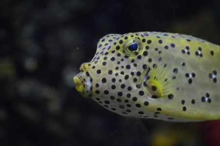 Box Fishの写真素材