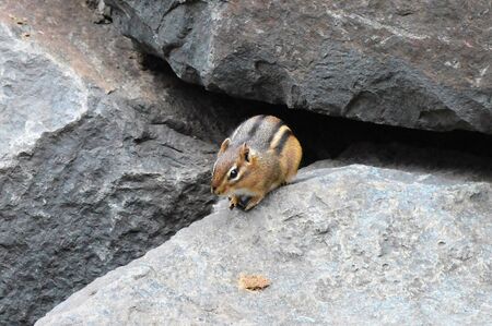 Chipmunkの写真素材