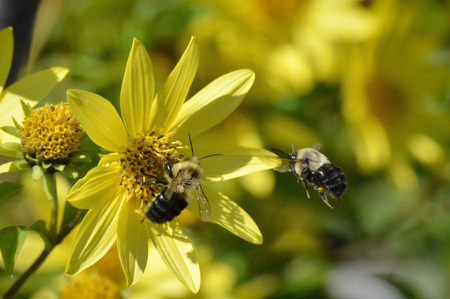 Bee on Flowerの写真素材