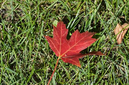 Maple Leafの写真素材