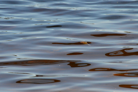Water Ripplesの写真素材