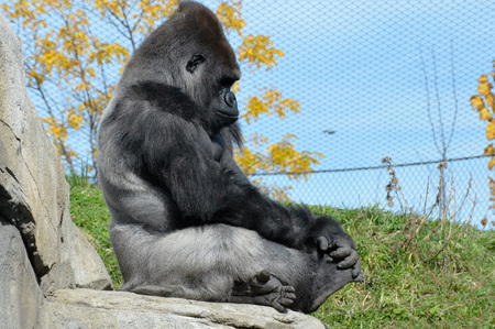 Gorillaの写真素材