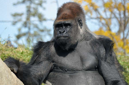 Gorillaの写真素材