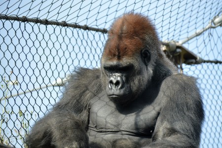 Gorilla
