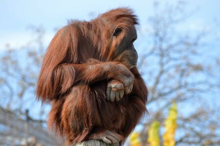 Orangutan