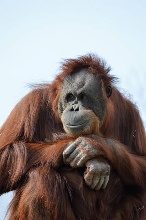 Orangutanの写真素材