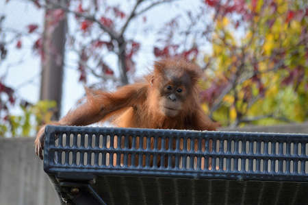 Orangutanの写真素材