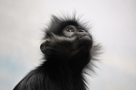 Francois Langur Monkeyの写真素材