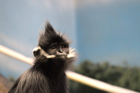 Francois Langur Monkeyの写真素材