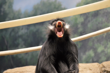 Francois Langur Monkeyの写真素材