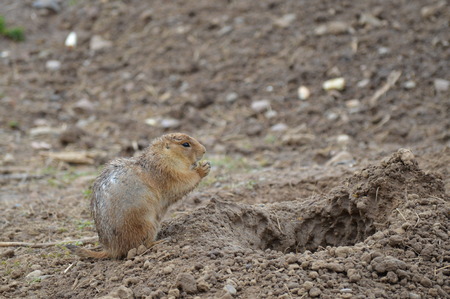 Prairie Dog