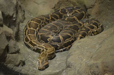 Burmese Python