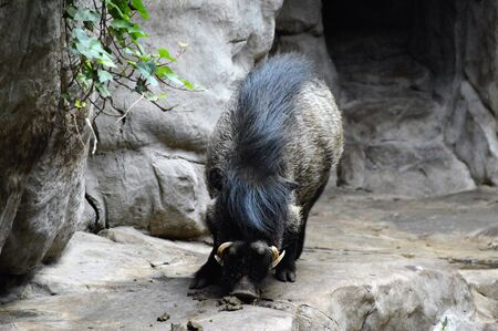 Visayan Warty Hog