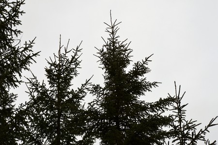 Tree Topsの写真素材