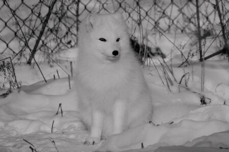 Arctic Foxの写真素材