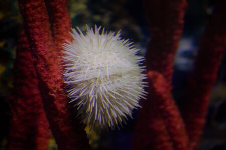 Sea Urchinの写真素材