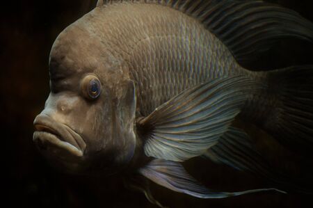 Cichlid Fishの写真素材