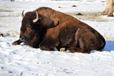 Bisonの写真素材