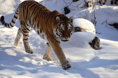 Tigerの写真素材
