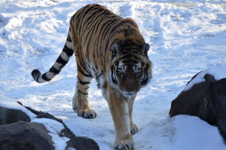 Tigerの写真素材