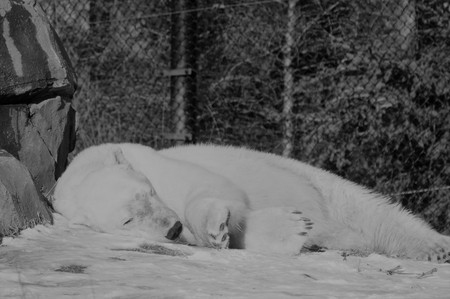 Polar Bearの写真素材
