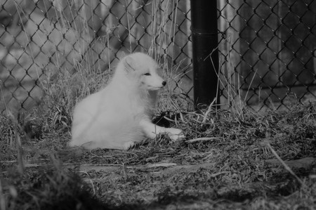 Arctic Foxの写真素材