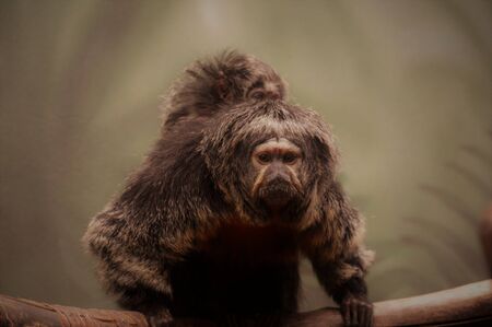 Saki Monkeyの写真素材