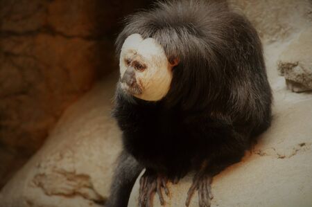 Saki Monkeyの写真素材