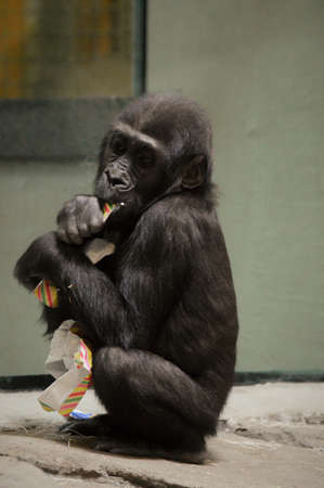 Gorilla