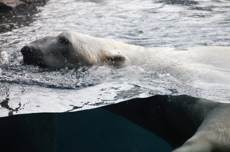 Polar Bearの写真素材