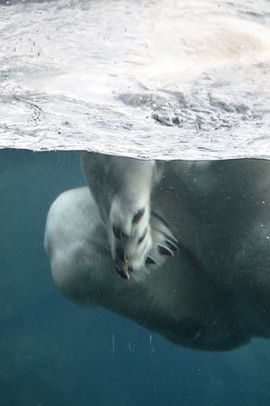 Polar Bearの写真素材