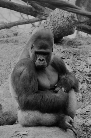 Gorillaの写真素材