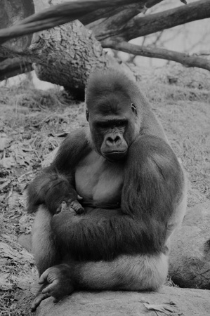 Gorillaの写真素材