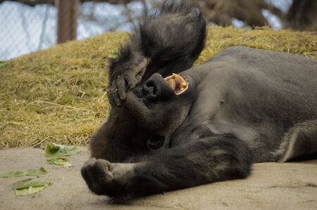 Gorilla