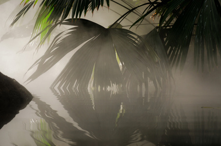 Tropical Landscapeの写真素材