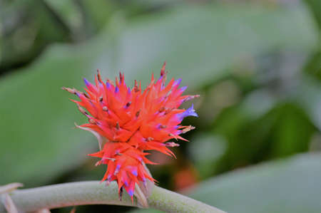 Bromeliadの写真素材