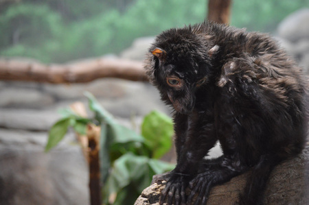 Lemur