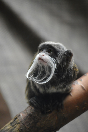 Tamarin