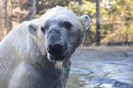 Polar Bearの写真素材