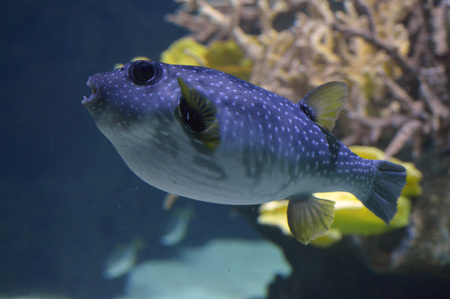 Fishの写真素材