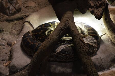 Python